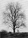 Ash Tree in Great Britain During Winter Season