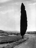 Lone Cypress Tree Shaped by the Mistral