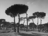 Fishermen Drying Nets under Pine Trees