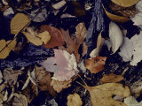Forest Floor at Mettle's Woods in Fall with Varied Colored Leaves Covering Ground