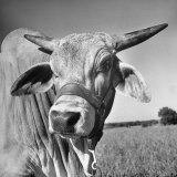 Osrigo Manso  National Champion Brahmin Bull