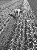 Farmer Growing Rows and Rows of Flowers