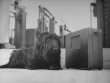 Franklin D Roosevelt's Dog Fala  Listening to the President's Speech on the Radio