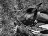 Citation Munching Grass