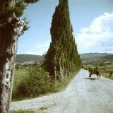 Farm Family in Mule Drawn Cart on Road Lined with Cypress Trees
