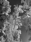Heavy Snow Fall on Trees at Mt Tremblant