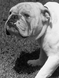 Excellent of a Bulldog