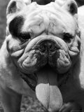 Excellent Close Up of English Bulldog at Morris and Essex Dog Show
