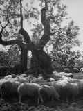 Flock of Sheep under an Olive Tree