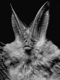Lump Nosed Bat of Southeastern Us
