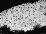 8 Million Bats Said to Inhabit One Cave  Clinging to Limestone Walls For 1/4 Mile Underground