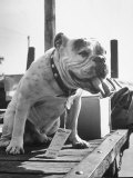 Bruiser Sitting on a Baggage Truck at the Station