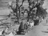 Convoy of Sikhs Migrating to East Punjab After the Division of India