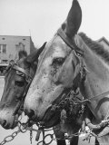 Close Up of Two Mules with Flies Covering Their Faces