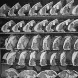 Cuts of Beef on Shelves at Meat Processing and Packing Plant