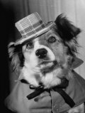 Lucky the Dog  in the Movie  "The Lost Dog"