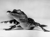 Alligator Walks More Upright Than a Lizard
