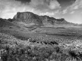 Distant of Cowboys Rounding Up Cattle with Mountains in the Background Big Bend National Park