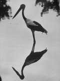 Black Necked Asian Stork Standing in Water