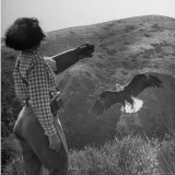 Mrs Daniel Mannix Holding a Gauntlet as the Trained American Bald Eagle Comes in For a Landing