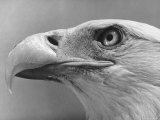 Daniel Mannix's Trained American Bald Eagle Posing For a Picture