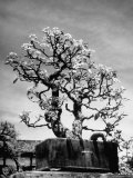 150 Year Old Bonsai Pear Tree on Estate of Collector Keibun Tanaka in Suburb of Tokyo