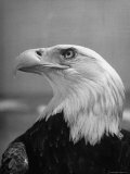 Daniel Mannix's Trained American Bald Eagle Posing For a Picture to Be Used For Cover of Magazine