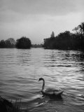 Beautiful Swan Swimming Down the Thames River After John Gordon Wordsworth Passed Away