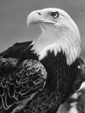 Daniel Mannix's Trained American Bald Eagle Posing For a Picture to Be Used For Cover of Magazine