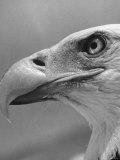 Daniel Mannix's Trained American Bald Eagle Posing For a Picture