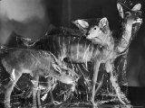 Three Species of African Antelope in Storage at the American Museum of Natural History