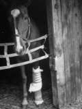 Horse Wearing Bandage Due to Bowed Tendon