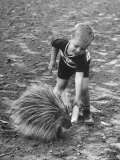 Dirk Schwartz Wooing Pogie the Porcupine with an Ear of Corn