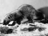 Animal Caught For Conservation Purposes by Minnesota Game Wardens