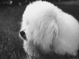 Descendant of 16th Century French Court Dogs
