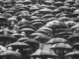 Fans  Sitting in Rain  at Purdue Homecoming Game