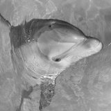 Close Up of an Young Atlantic Dolphin