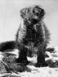 Animal Caught For Conservation Purposes by Minnesota Game Wardens