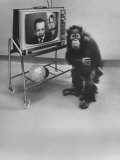 Puzzled Orangutan Standing Next to TV Set Playing the Image of President Richard Nixon