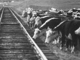 Cattle Round Up For Drive from South Dakota to Nebraska