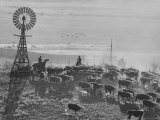 Cattle Round Up on South Dakota Cattle Ranch