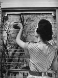 Housewife Cleaning Glass Window Slats