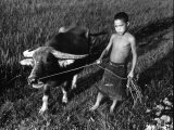 Little Boy Leading an Ox on a Rope