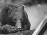 Bear in the Great Smokey Mountain National Park