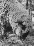 Close Up of Sheep Eating Grass