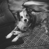 Lucky the Dog