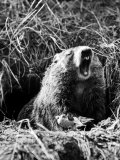 Woodchuck Standing on Hind Legs in Midst of Dense Foliage with Mouth Open and Showing Teeth