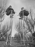 California Farmer Using Stilts For Picking Fruit