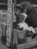 Kitten and Monkey Playing Together