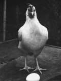 Chicken and Egg